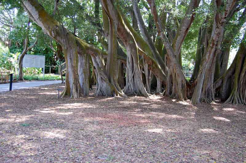 Banyan tree